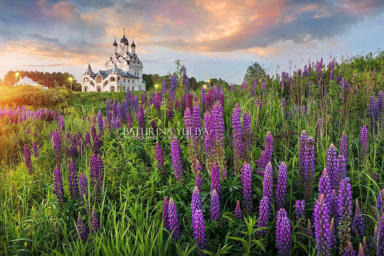 тайнинское,люпины, церковь, цветы, закат, мытищи, Юлия Батурина