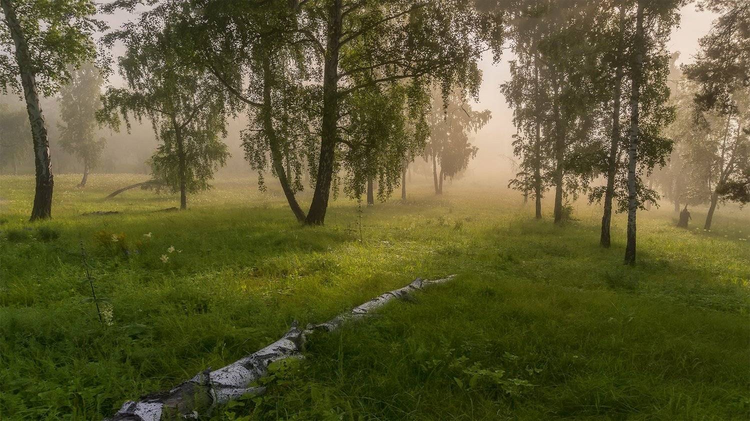 утро, рассвет, восход, туман, лучи, Леонид Максименко