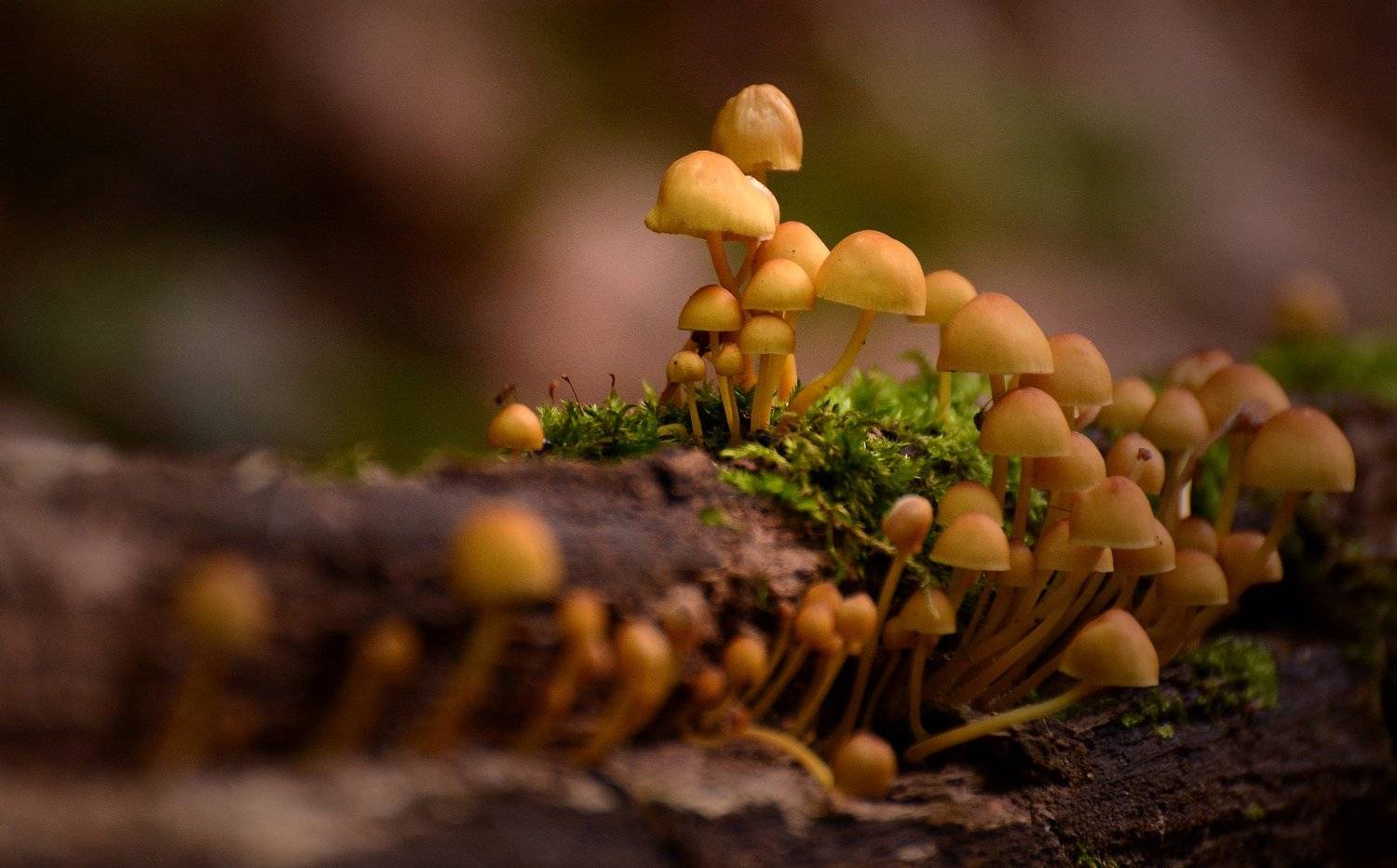 грибы, мох, россия, татарстан, макро, дерево, природа, Рустам Афлятунов