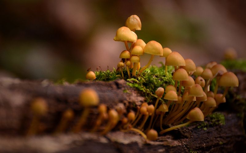 грибы, мох, россия, татарстан, макро, дерево, природа Лесные жители фото превью