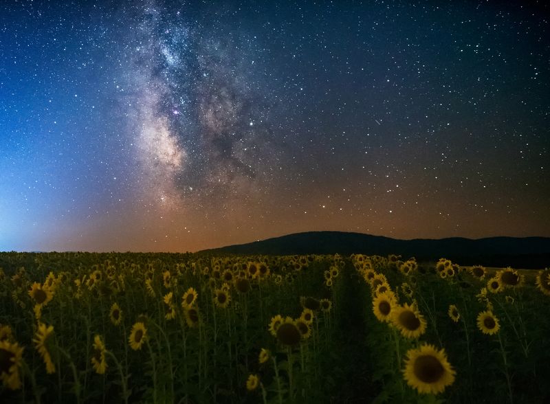 Sunflowers фото превью