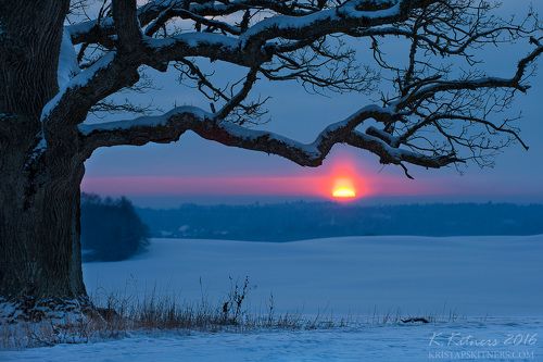 The Old Oak In Winter Evening