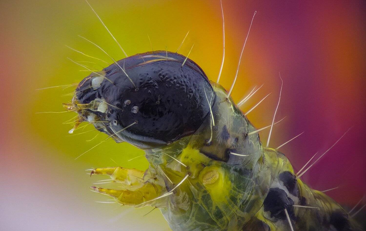 Автор: Tsvetan Ganev ceclii,macro,lgg4, extrememacro, макро, Tsvetan Ganev