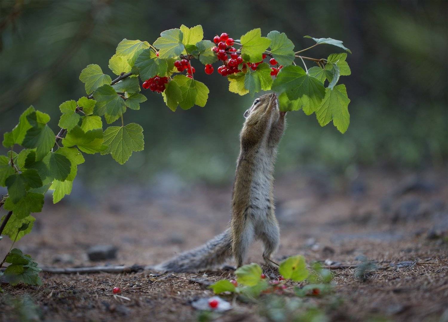 якутия, бурундук, смородина, Евгения Левина