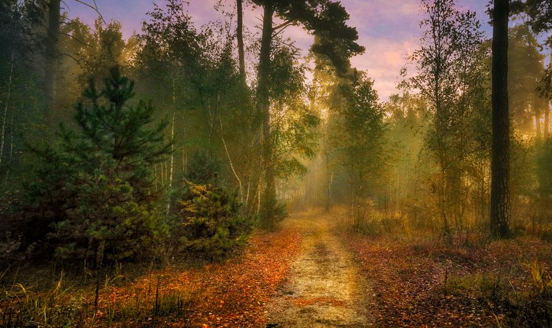 утро в лесу фото превью