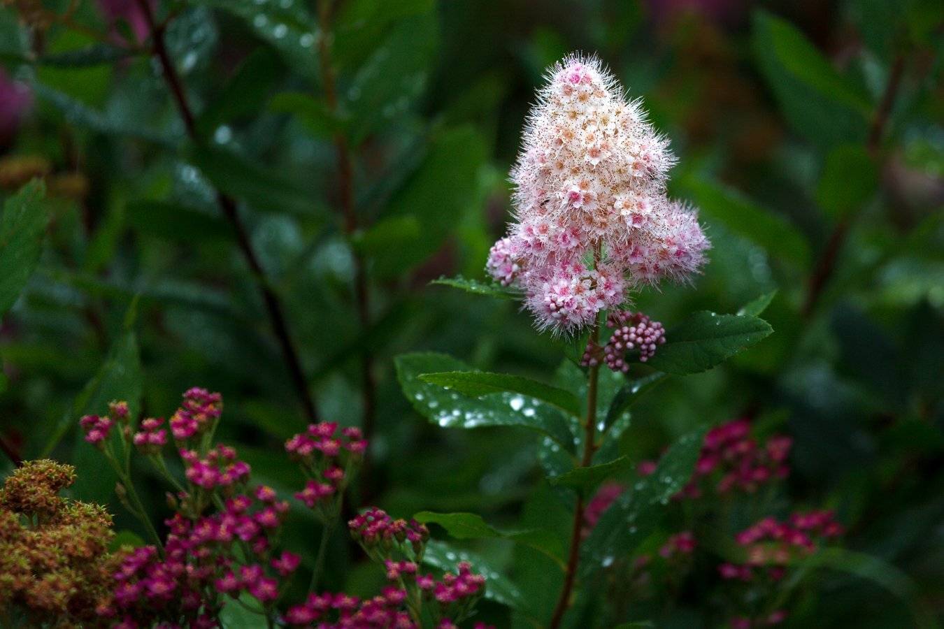спирея, Марат Кучкаев