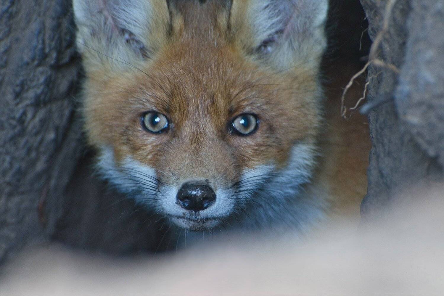лисёнок, Михаил Агеев