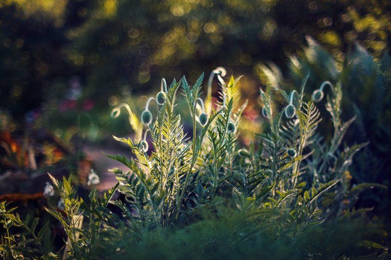 * фото превью