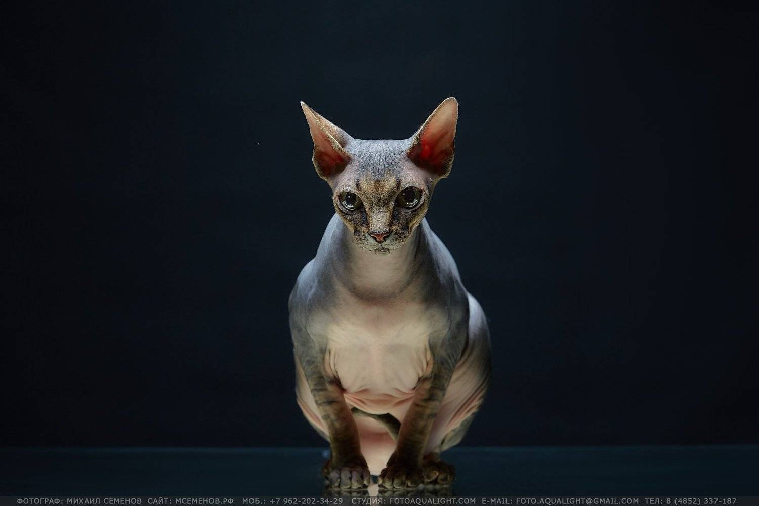 aqua, attractive, balance, bathing, beautiful, beauty, bliss, blue, body, care, clean, dayspa, energy, face, female, fresh, girl, happy, harmony, healing, health, healthcare, healthy, hygiene, lady, lingerie, living, lovely, makeup, pretty, pure, purity,, Михаил Семенов