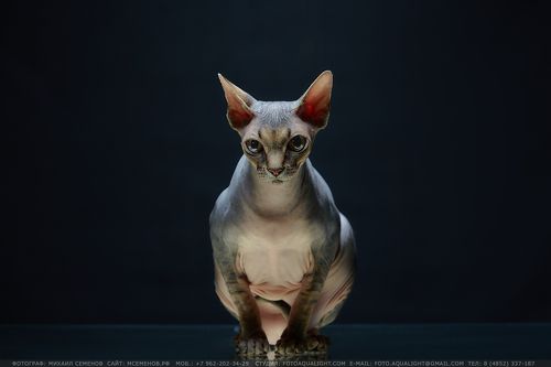 Канадский сфинкс