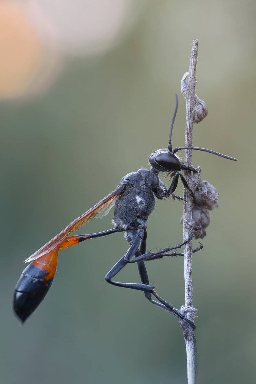 , Кузнецов Дмитрий