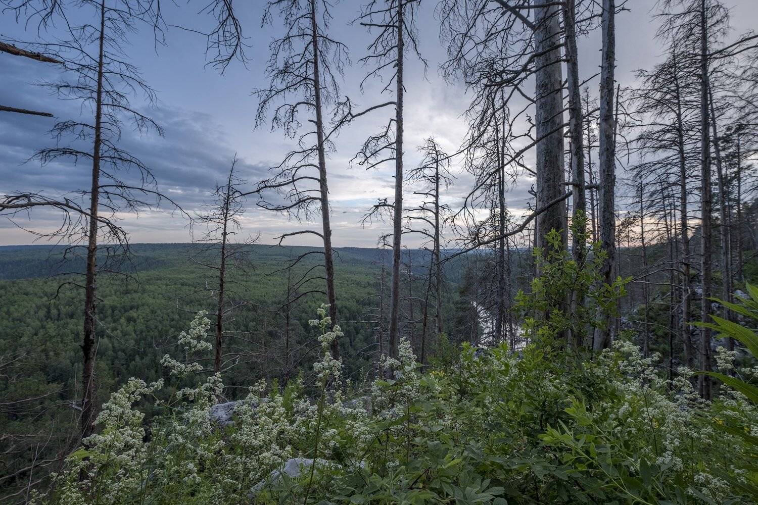 вечер, лес, сухостой, тайга, закат, лето, Чусовая, Савицкий Ян