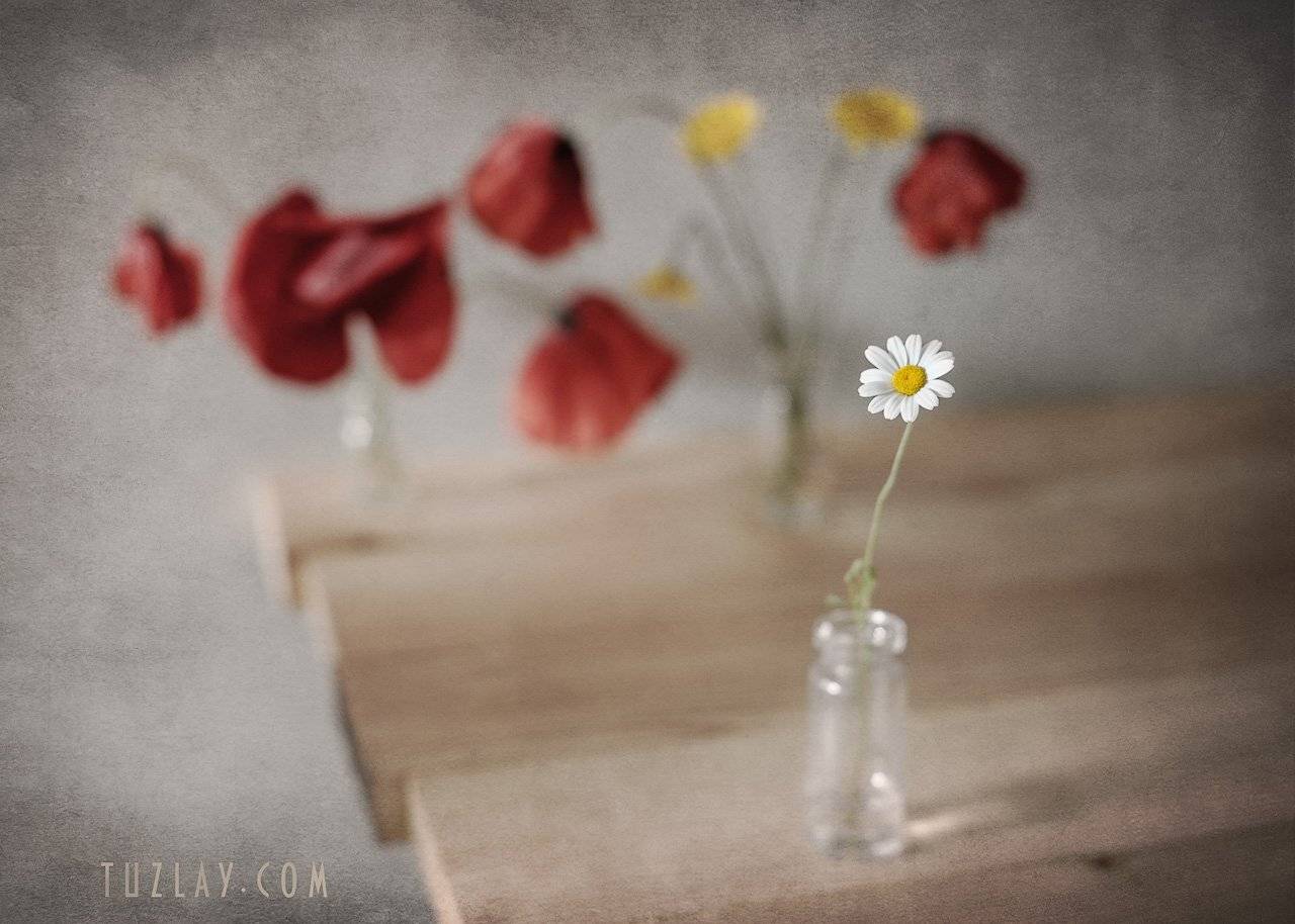 мак, красный цветок, маки, лето во флаконе,  пупавка, ромашка, Владимир Тузлай