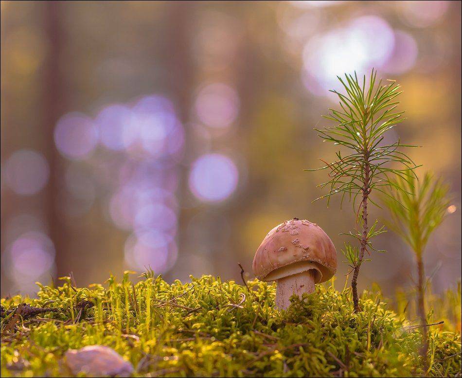 , Бурлов Андрей