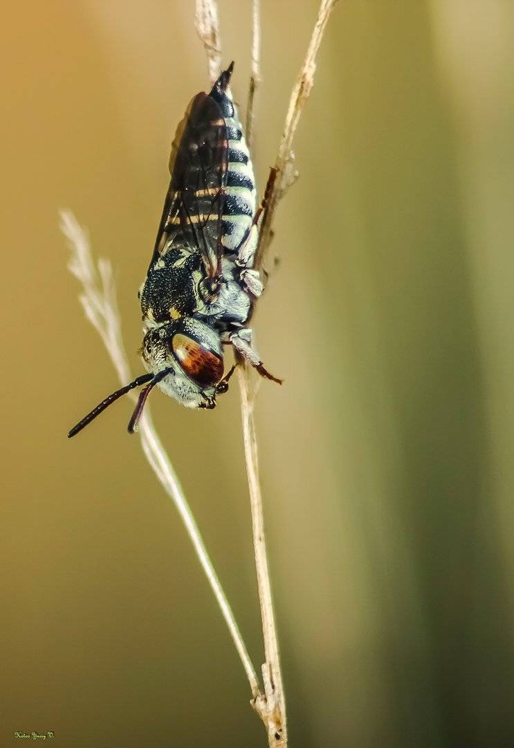 жук, кора, крылья, лапы, тень, черный, красный, Юрий Котов