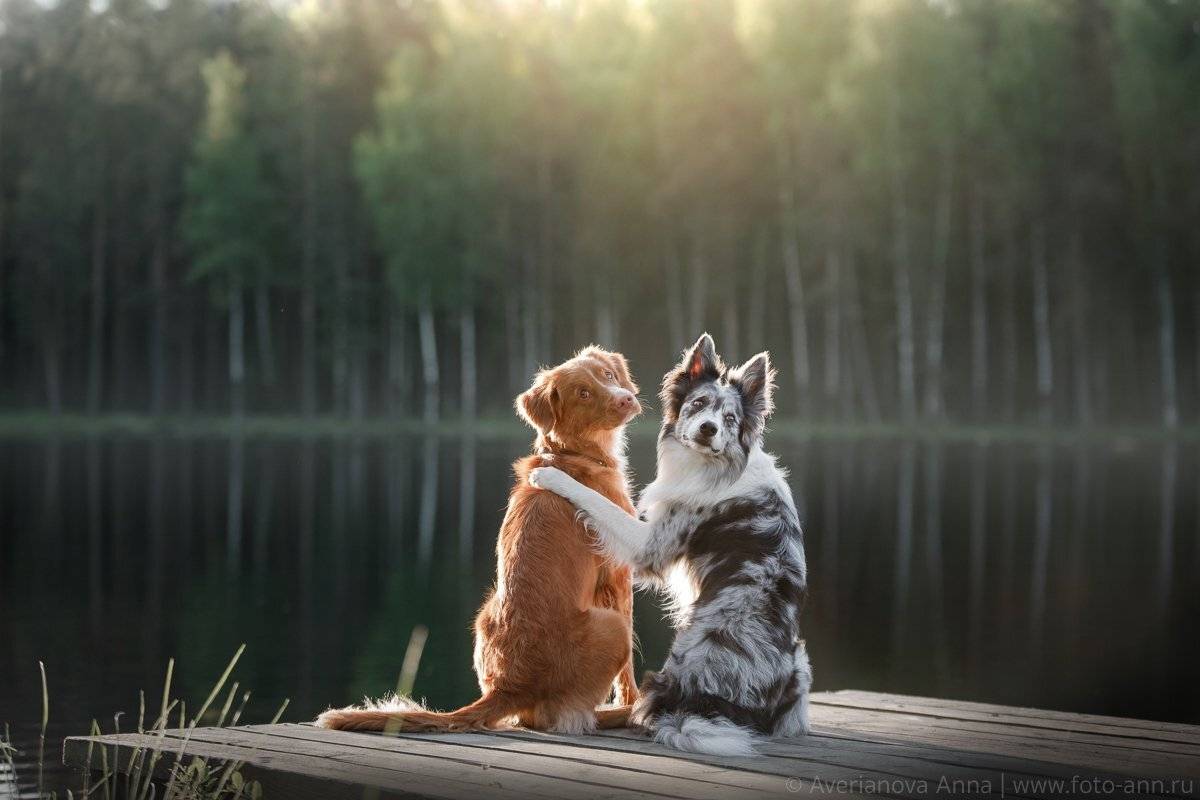собаки, природа, озеро, Анна Аверьянова
