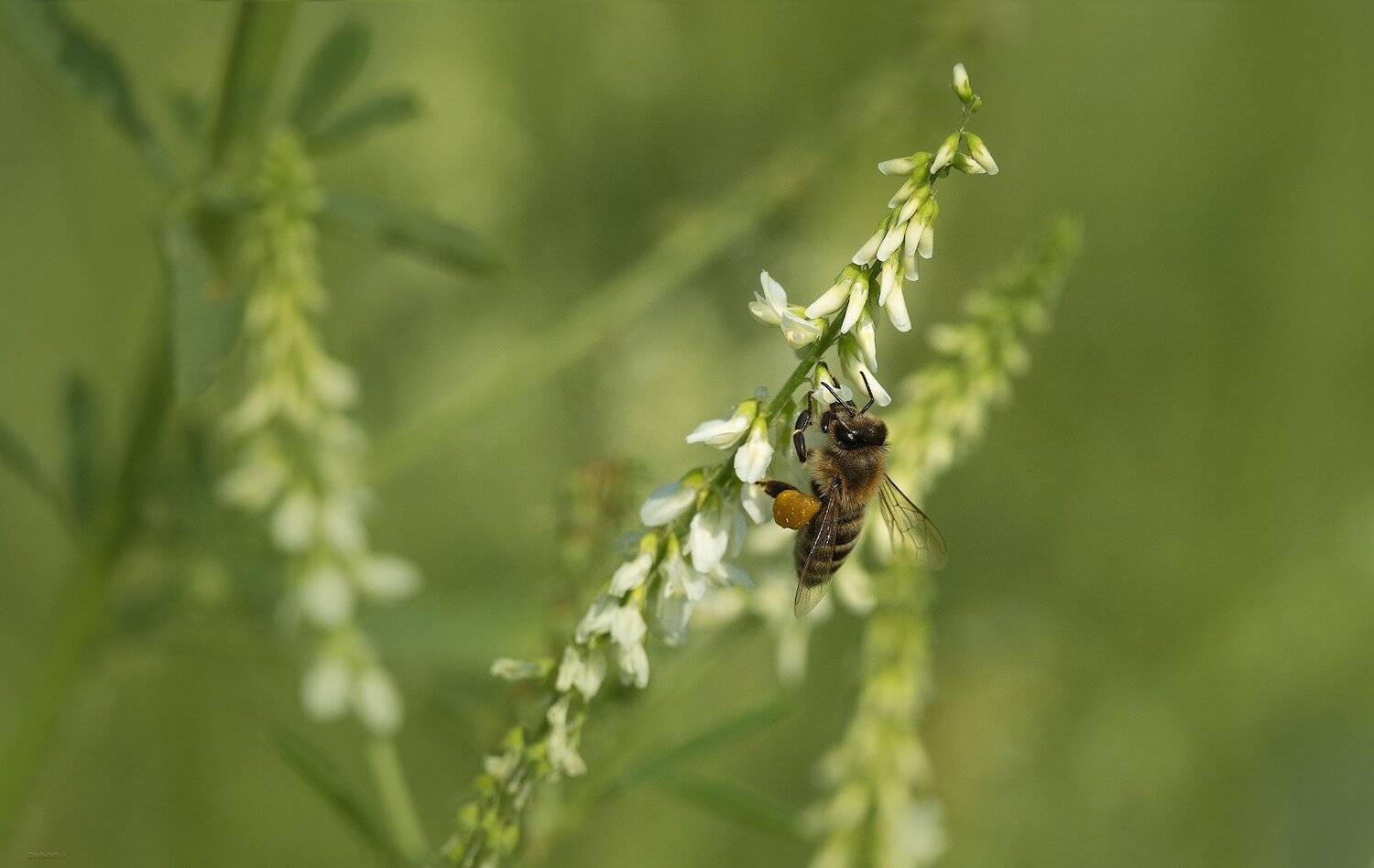 природа, макро, Дмитрий Посевич