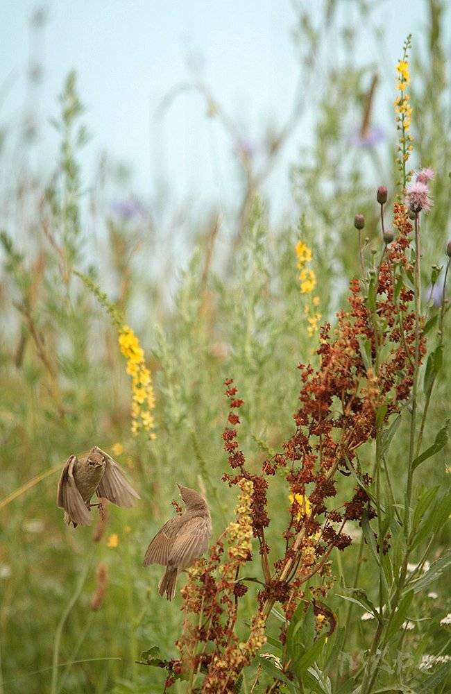 животные птицы лето июль, Шангареев Марс