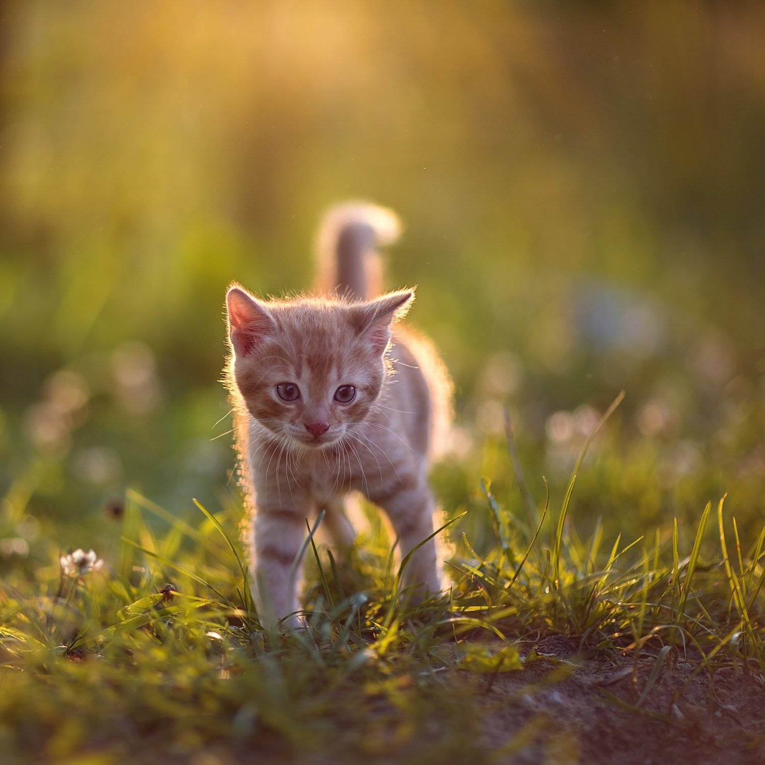 , Юлия Войнич