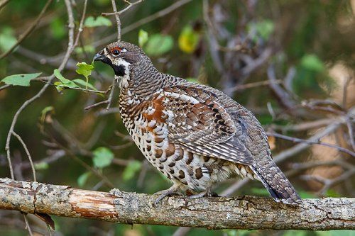 Дегустатор