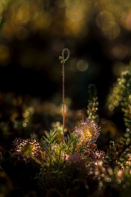 * фото превью