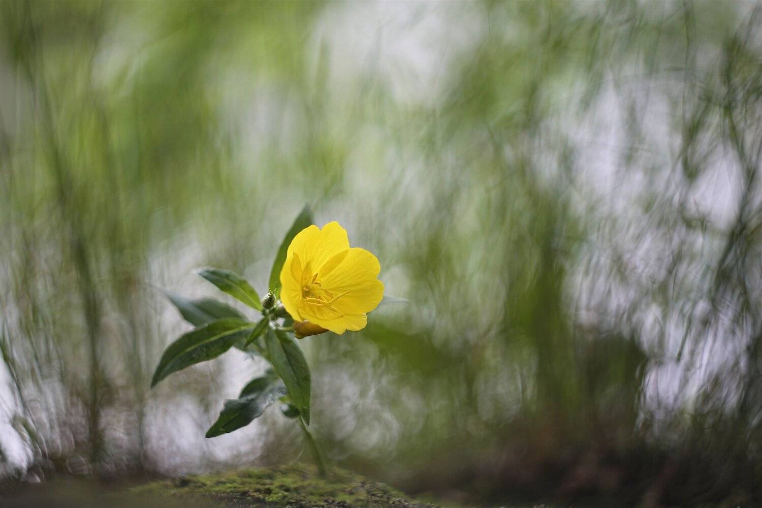 , Эдуард Колобошников