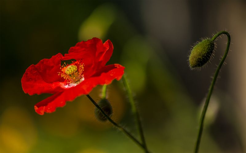 poppy,red,flowers,summer,fields That silky summer vibrations... фото превью
