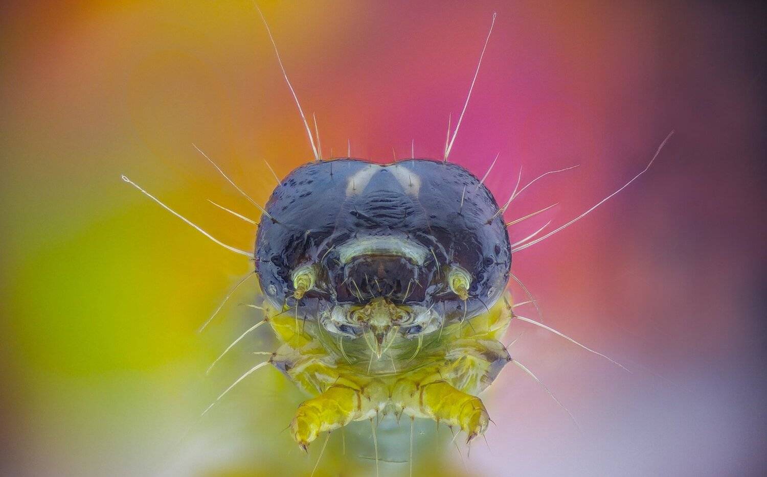 ceclii,macro,lgg4, extremmacro,  макро, Tsvetan Ganev