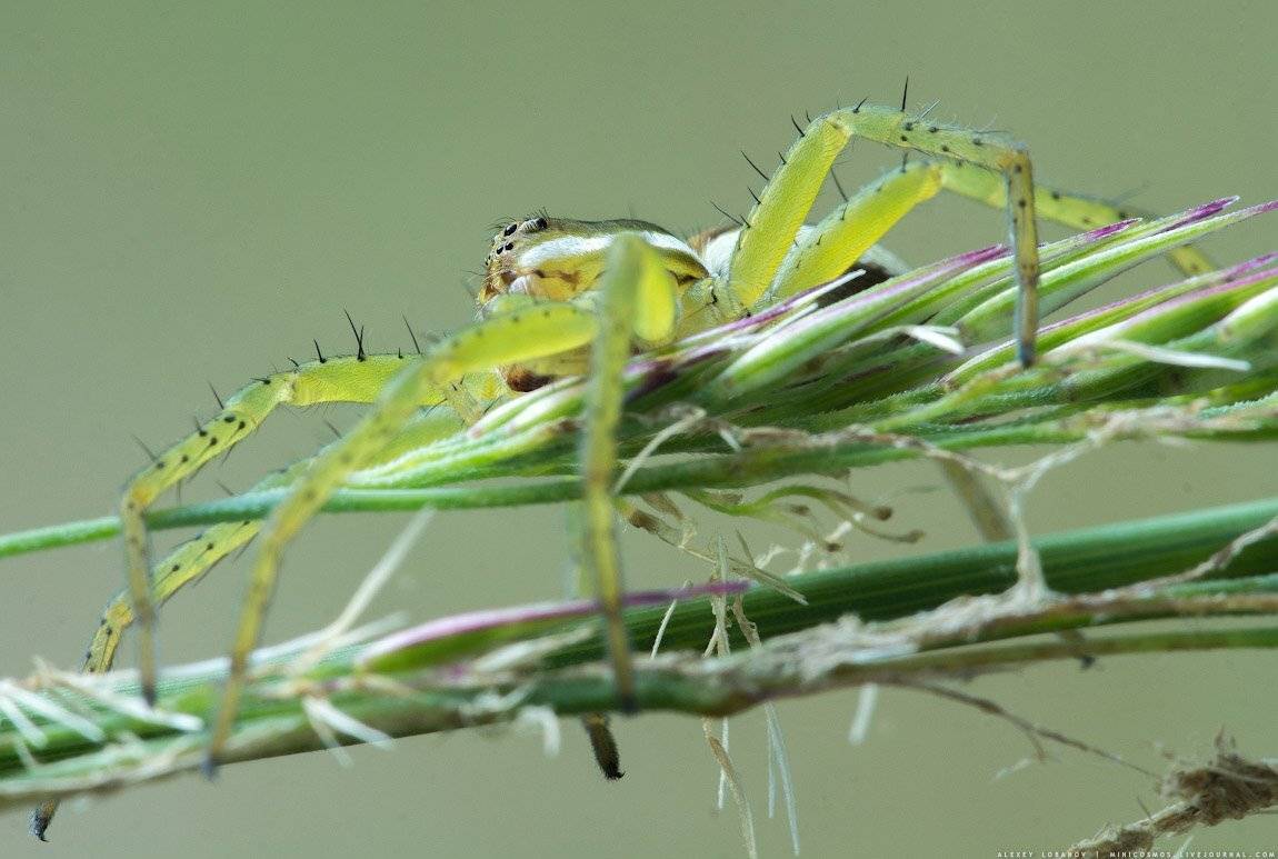 , Алексей Лобанов