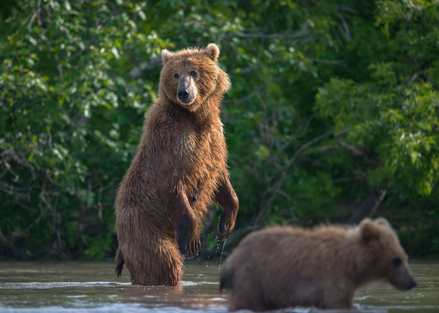 рыбка, Александр Маркелов