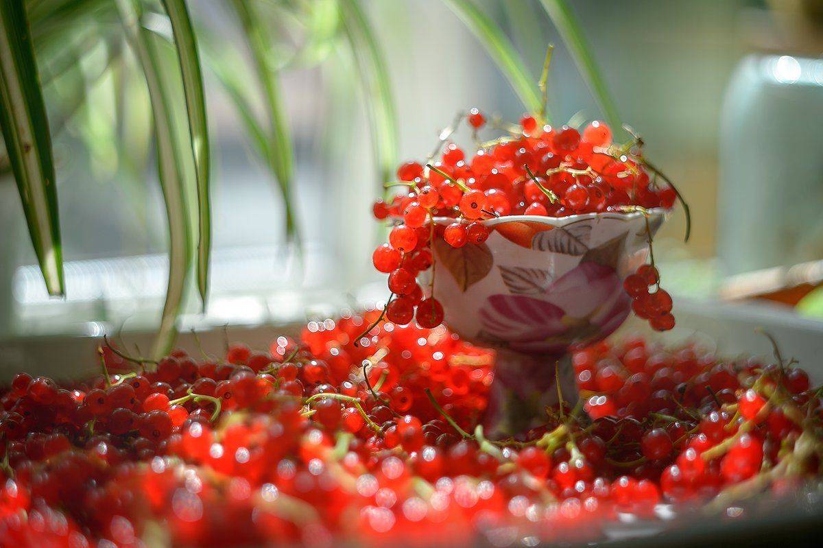 лето,смородина,красное,зеленое, Юлия Лаптева