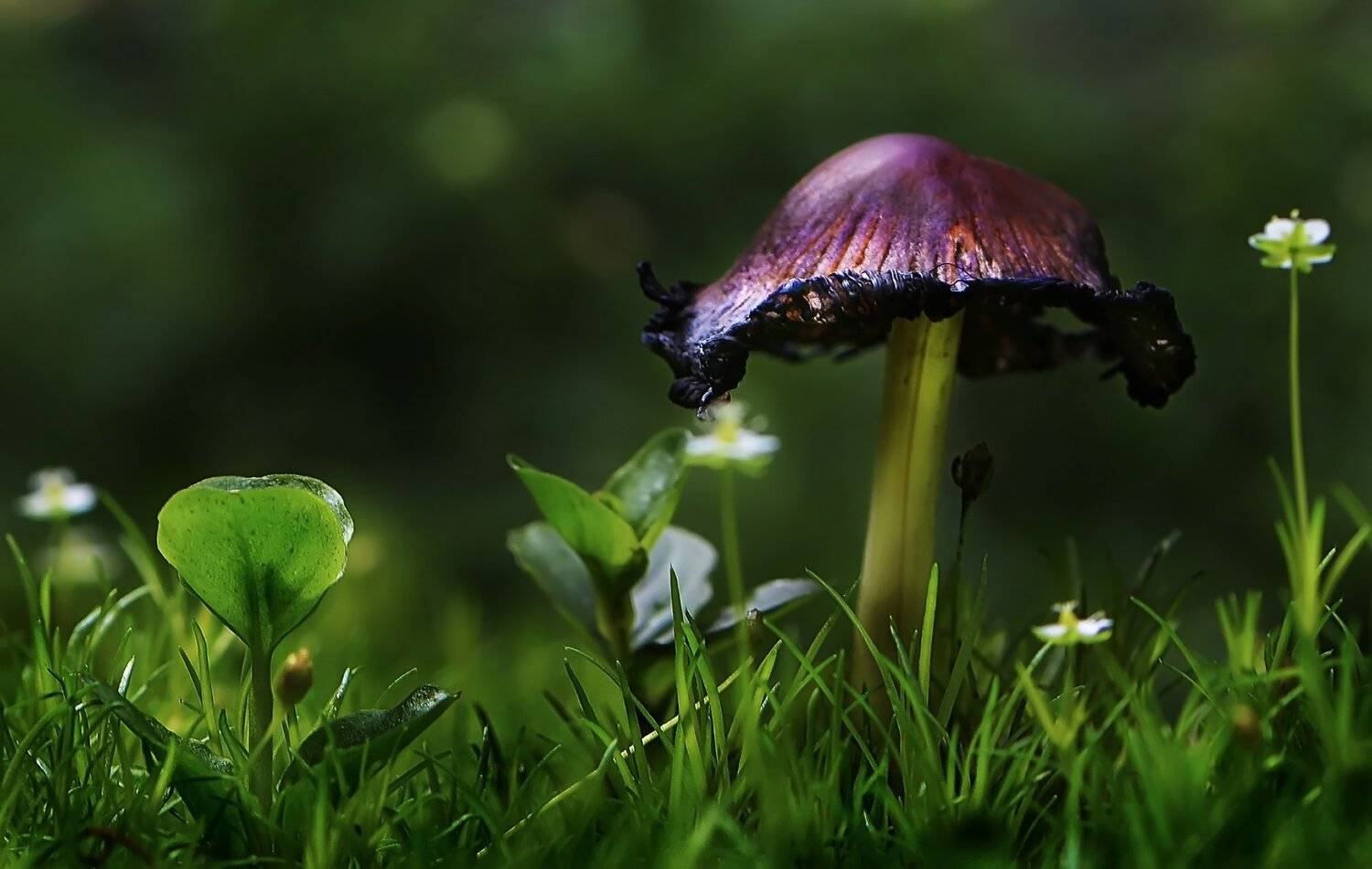 природа, макро, гриб, мшанка, Неля Рачкова