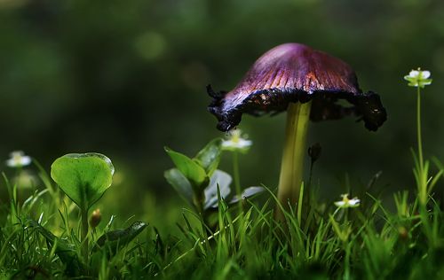Старая шляпа