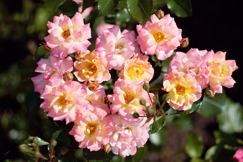 розы Розы Троице Сергиевой лавры. фото превью