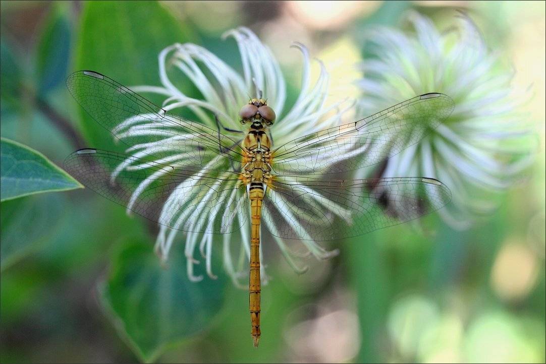 , Сергей Фудиненко