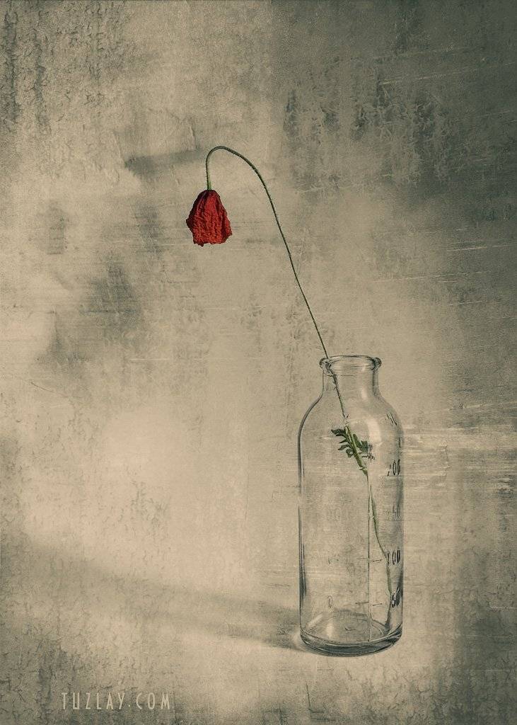 мак, красный цветок, маки, лето в бутылке, Владимир Тузлай