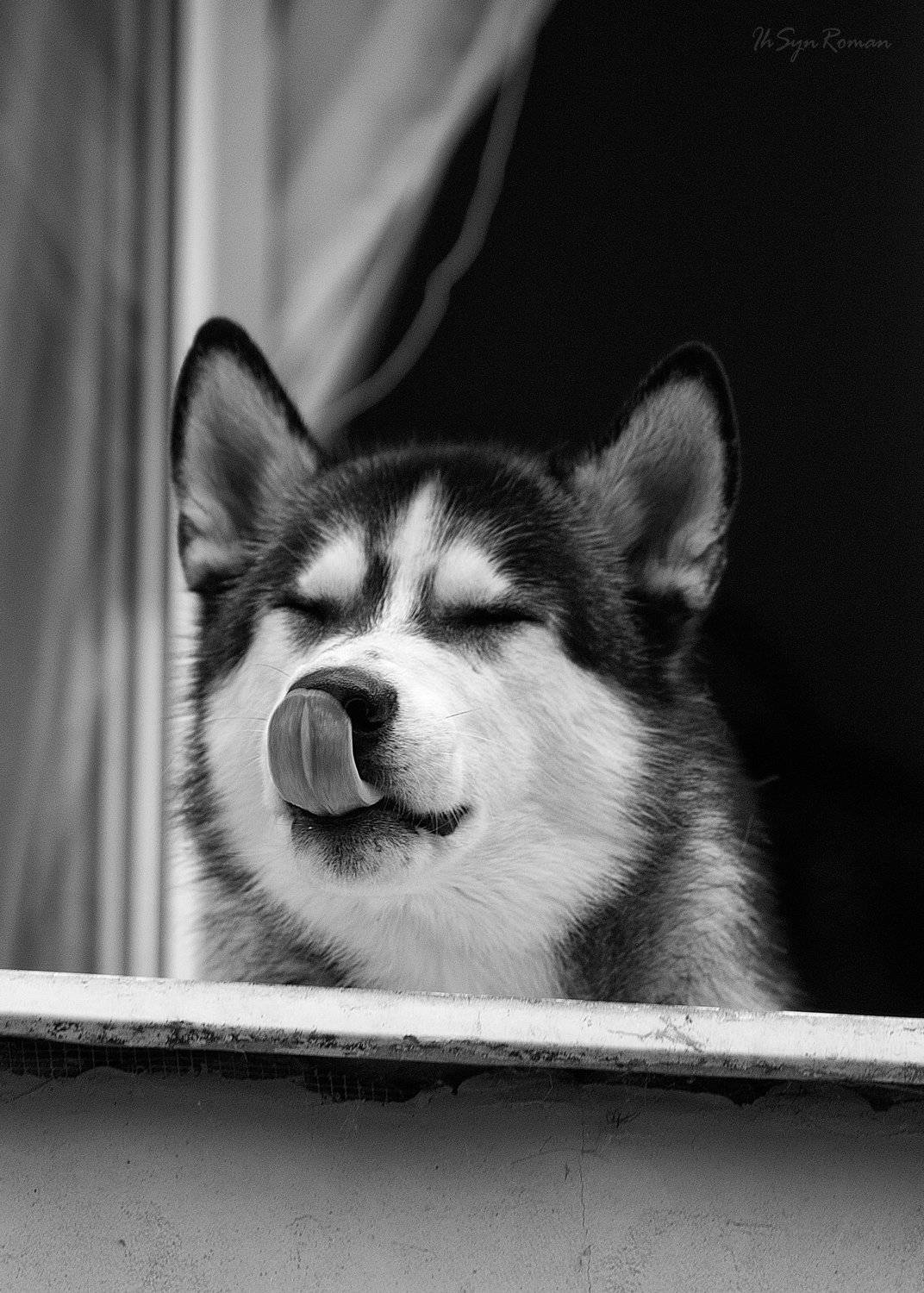 пес,собака,улица,окно,жанр, Roma Krasov ( Chitinskiy )