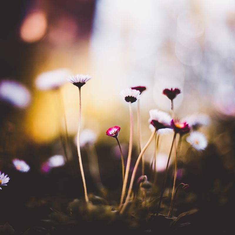 ботаника, макро, цветы Ботанический сад фото превью