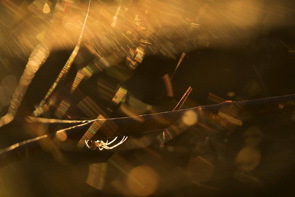 , Иваненко Светлана