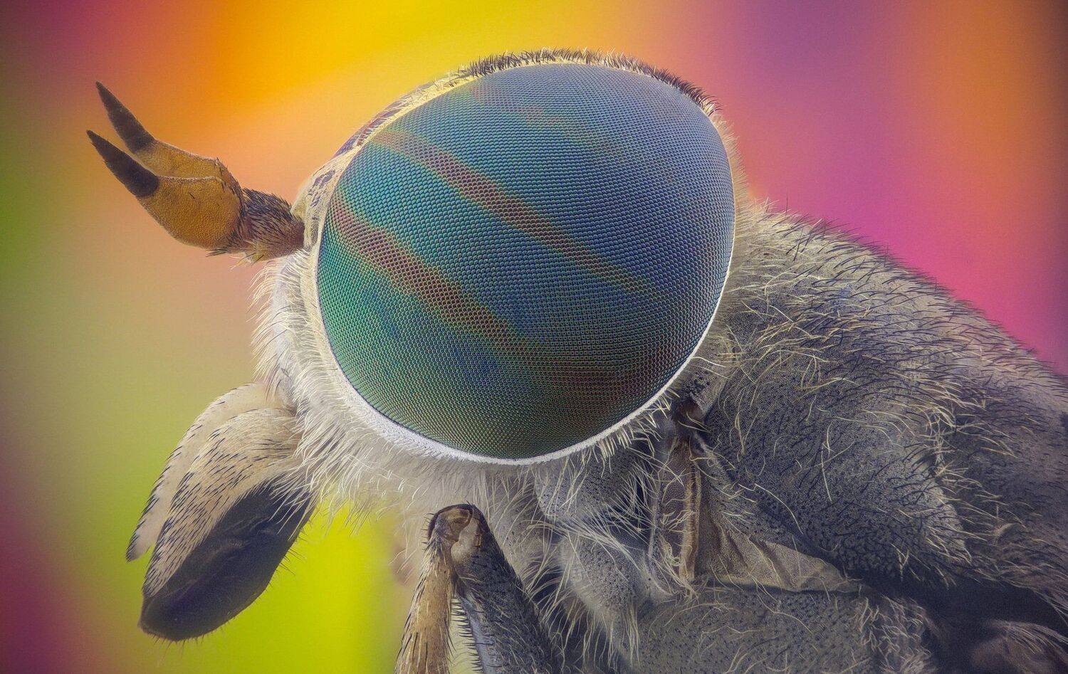 ceclii,macro,lgg4, extremmacro,  макро, Tsvetan Ganev