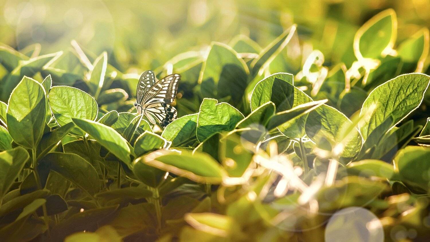 бабоча,жук,трава,дерево,настроение,свет,ель,хвоя, Юрий Котов