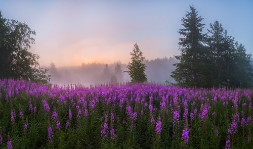 Цветущие луга иван–чая