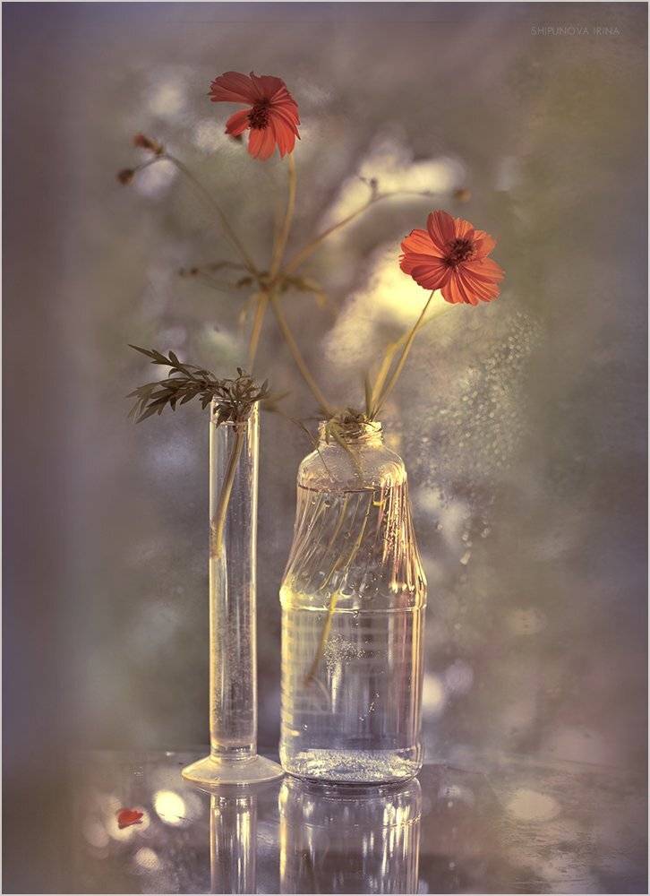 , Шипунова Ирина