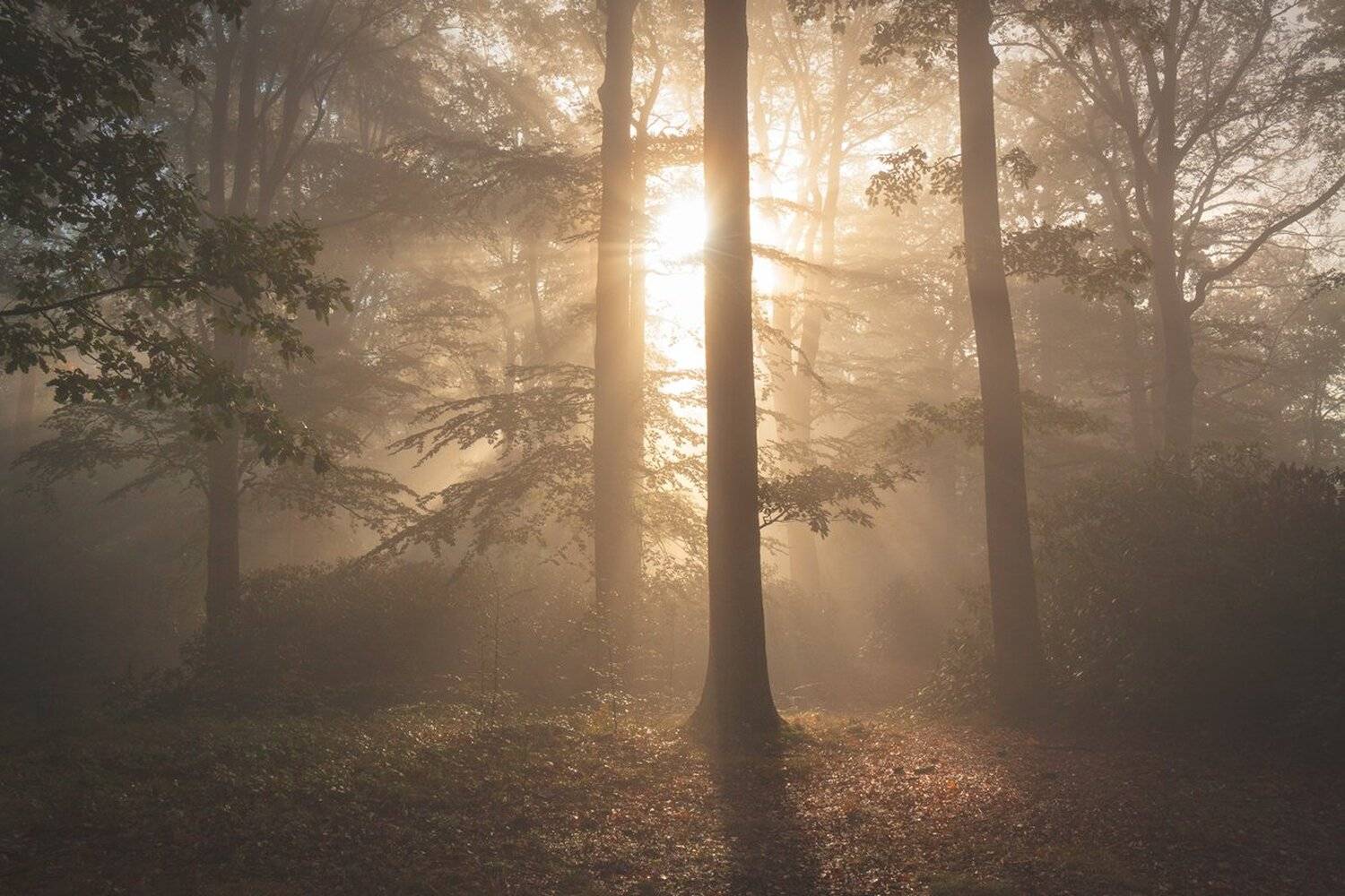 landscape,canon,mist,light,autumn, Iza,Darek