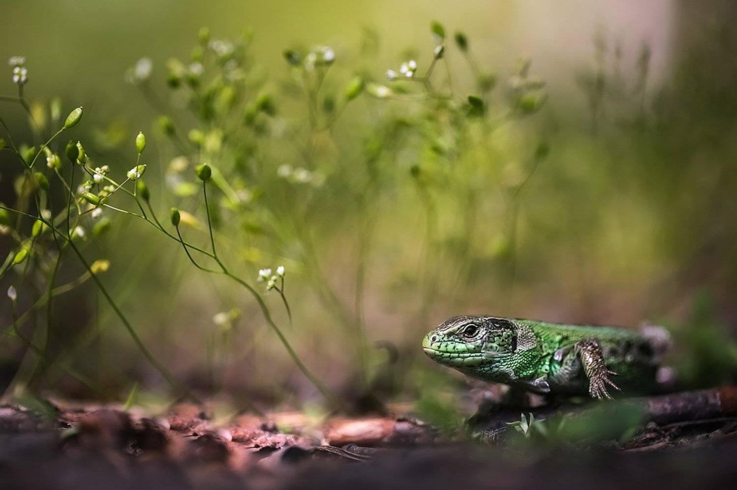 , Вячеслав Мищенко