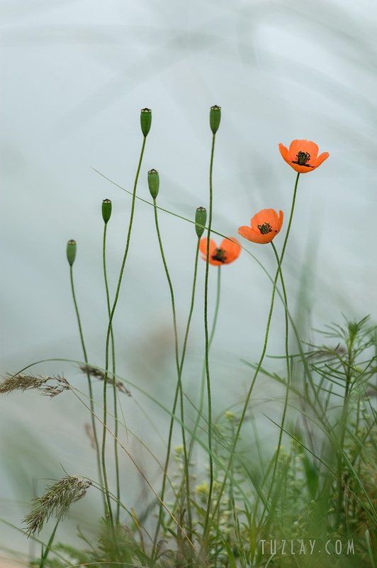 Про скоротечность красоты фото превью
