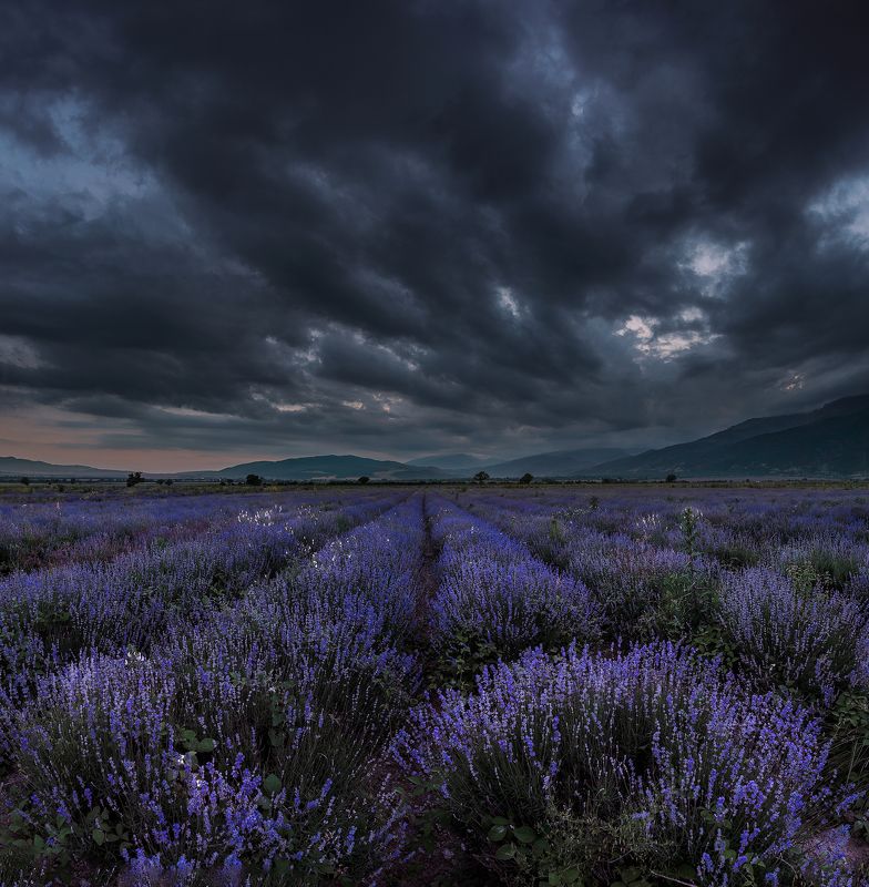 lavender,clouds,landscapes,Bulgaria,field,lavender_field,dark_clouds,mountains Мрачные лаванды фото превью