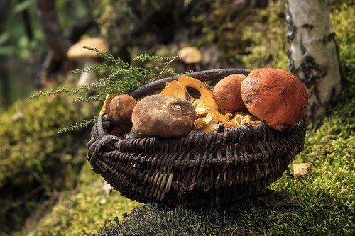 Грибное лукошко