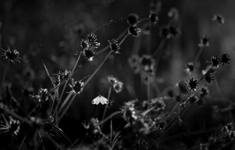 * фото превью