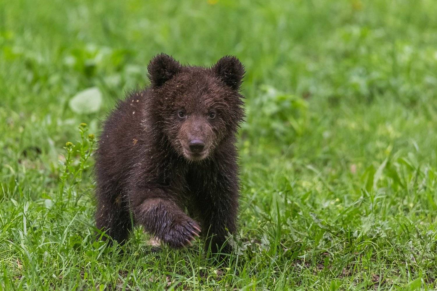 башкирия, национальный парк, медвежонок, заповедный пояс, автоэкспедиция, Кирилл Уютнов